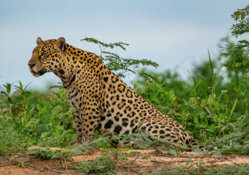 Yaguareté El área protegida Esteros del Iberá (Corrientes) tiene un sector provincial y uno nacional. Los cierres los hace el nacional, y ha generado conflicto con la Provincia. Foto: X @RewildingArg