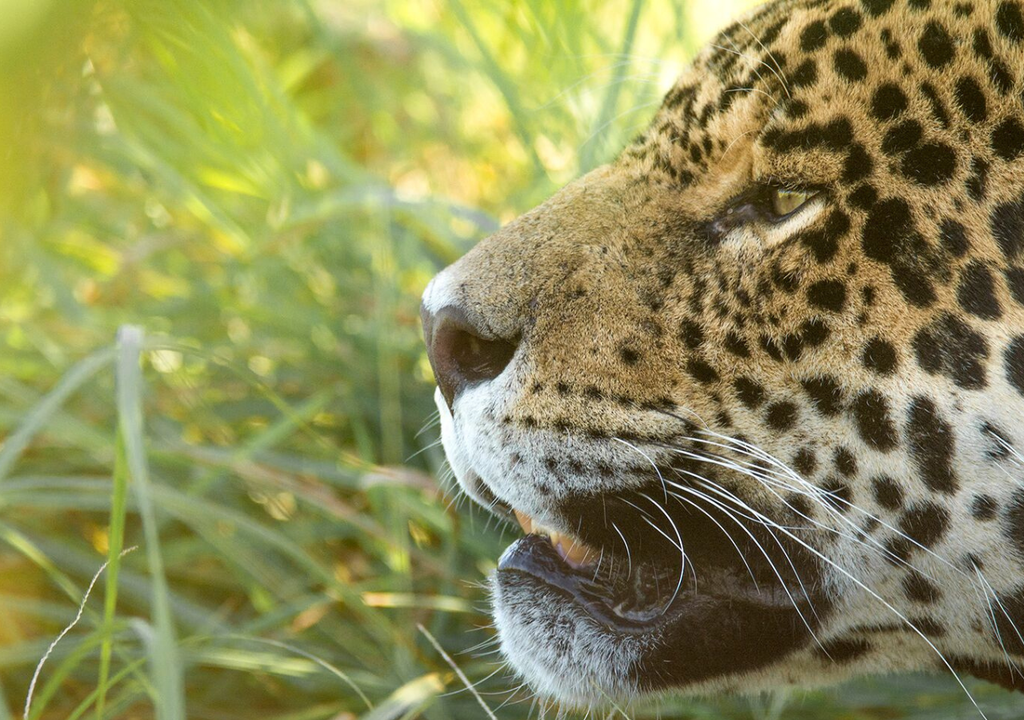 Yaguareté La idea de trasladar a Ombú de la zona de las pasarelas ha sido descartada, ya que nació en libertad y es contraria al espíritu del Programa de Reintroducción de Yaguareté. Foto: X @RewildingArg