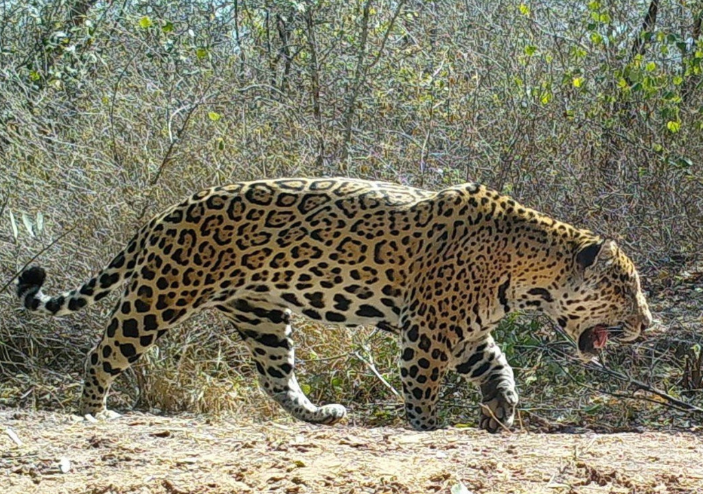 Yaguareté De encontrarse con un yaguareté, las personas no deben darle la espalda y deben mantener un espacio para que el animal pueda huir y alzar los brazos para verse más altas. Foto: X @UltimaHoracom