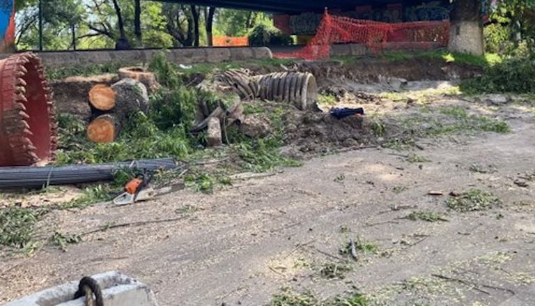 Alerta ecol&oacute;gica en Morelia: pol&eacute;mica por tala de &aacute;rboles debido a una obra de transporte en Michoac&aacute;n