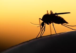 Alerta en Buenos Aires por invasión de mosquitos