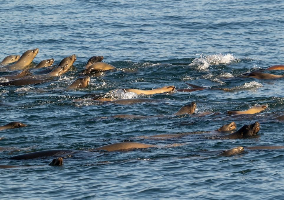 Alerta en costas de Baja California: en los últimas semanas se han registrado varamientos de lobos marinos envenenados. Noticias en tiempo real