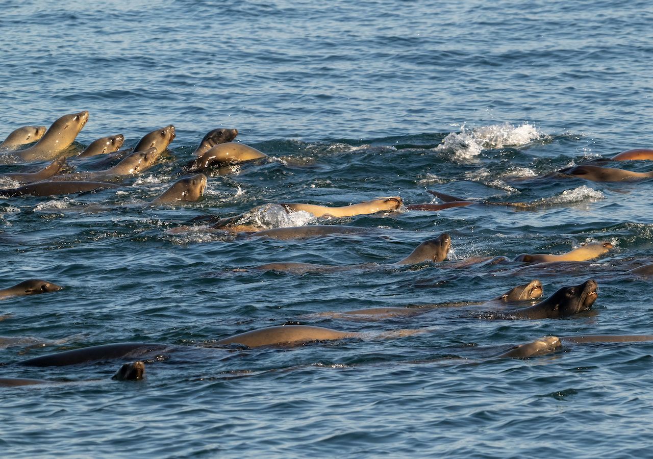 Varios lobos marinos han quedado varados en playas de Tijuana y Rosarito, en Baja California, situación que ha alertado a las autoridades y a la comunidad.