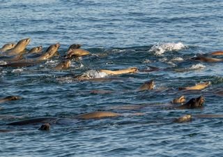 Alerta en costas de Baja California: en los últimas semanas se han registrado varamientos de lobos marinos envenenados