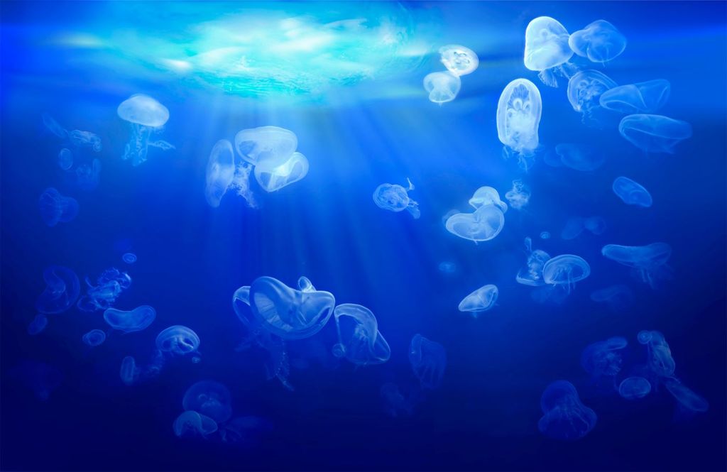 Las medusas forman enjambres lo que además de facilitar su reproducción permite una mejor defensa frente a sus depredadores. Las medusas forman enjambres lo que además de facilitar su reproducción permite una mejor defensa frente a sus depredadores.
