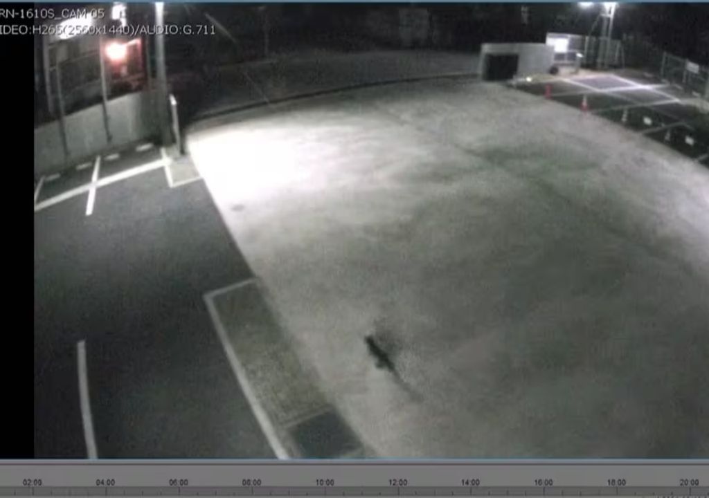 The cat's intrusion was recorded by the factory's security cameras.