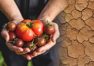 Alerta climática: el 'boicot' del jet stream a la alimentación mundial