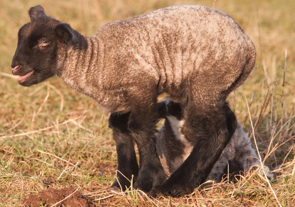 scrapie El scrapie afecta a ovinos y caprinos y se caracteriza por un largo período de incubación, lo que dificulta su detección temprana en los rodeos.