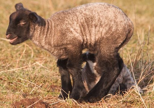 Alerta en la ganader&iacute;a argentina: detectan scrapie, una enfermedad que puede tardar a&ntilde;os en dar s&iacute;ntomas y no tiene cura