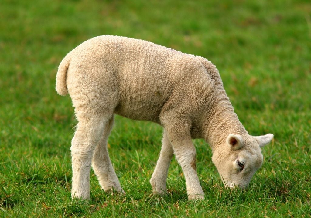 ovejas La ganadería ovina argentina enfrenta un nuevo desafío sanitario en un contexto donde la trazabilidad y los controles son clave para sostener exportaciones.