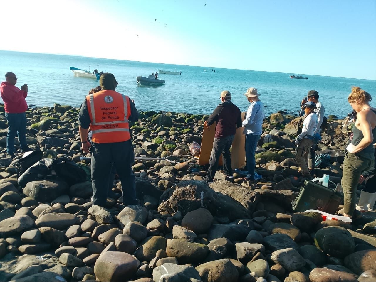 Las autoridades federales piden evitar acercarse a los animales varados; instan a llamar al 911. Imagen tomada de: CONANP