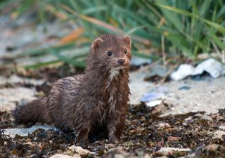 Alerta en Torres del Paine: detectan por primera vez la presencia del visón americano en el parque