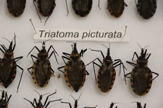 &iexcl;Alerta en Yucat&aacute;n por la chinche besucona! El par&aacute;sito detr&aacute;s del Chagas y c&oacute;mo protegerte