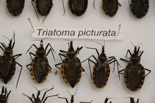 &iexcl;Alerta en Yucat&aacute;n por la chinche besucona! El par&aacute;sito detr&aacute;s del Chagas y c&oacute;mo protegerte