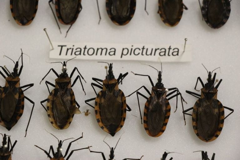 &iexcl;Alerta en Yucat&aacute;n por la chinche besucona! El par&aacute;sito detr&aacute;s del Chagas y c&oacute;mo protegerte