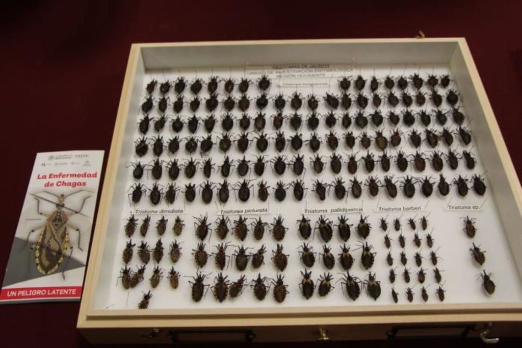 A causa del gran número de especies de triatominos y de animales silvestres infectados por en las Américas según la OMS. A causa del gran número de especies de triatominos y de animales silvestres infectados por en las Américas según la OMS.