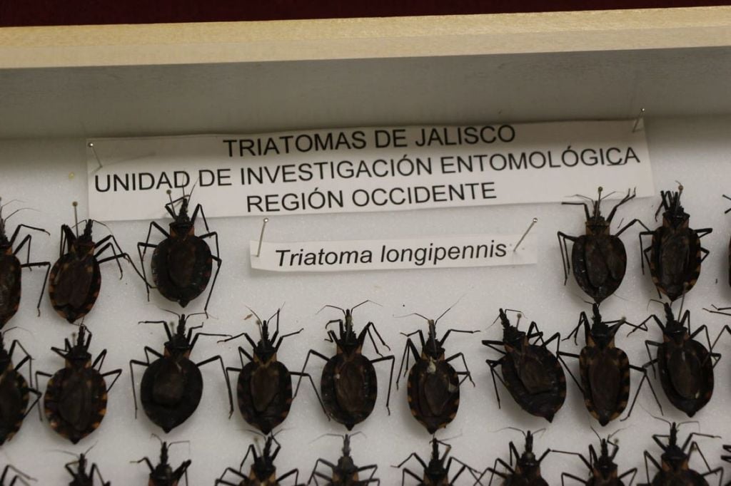 La enfermedad lleva el nombre de Carlos Chagas, médico e investigador brasileño que la diagnosticó por primera vez en una persona el 14 de abril de 1909. La enfermedad lleva el nombre de Carlos Chagas, médico e investigador brasileño que la diagnosticó por primera vez en una persona el 14 de abril de 1909.