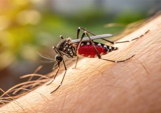 Alerta epidemiológica en América Latina por aumento de casos de fiebre amarilla