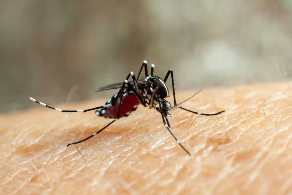 Advierten del super mosco que puede contagiar más de tres enfermedades.