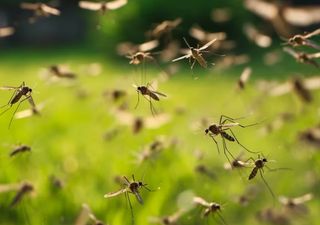 Alerta mosquitos: ¿cuánto durará esta invasión, y cuándo llegará la próxima?