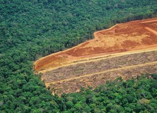 Alerta na Amazônia: desmatamento aumentou 55% no mês de abril