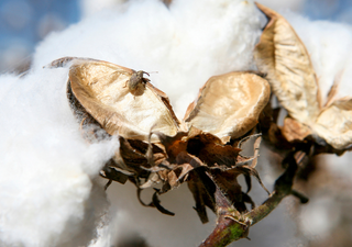 Alerta no agronegócio: março chega com previsão de pouca chuva e temperaturas elevadas em boa parte do Brasil