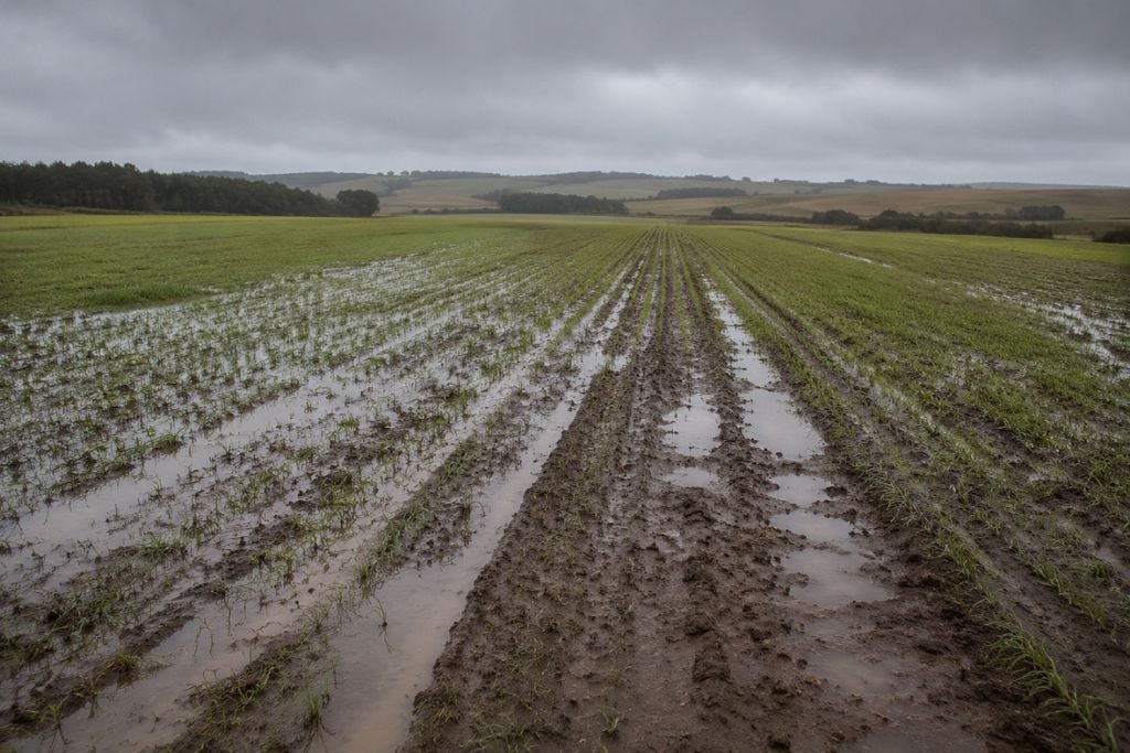 Trigo, sul, plantío, semeadura Excesso de chuva pode encharcar áreas de trigo no Sul do Brasil e dificultar o avanço do plantio antes da chegada de uma nova massa de ar polar.