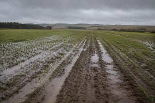 Alerta no Sul: chuvas atrasam plantio do trigo antes de nova massa polar
