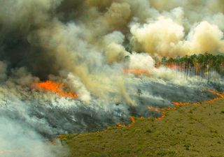 Alerta: número de incêndios florestais pode disparar em Julho