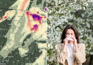 Los meteor&oacute;logos advierten: "las alergias ser&aacute;n m&aacute;s intensas esta primavera y durar&aacute;n m&aacute;s tiempo"