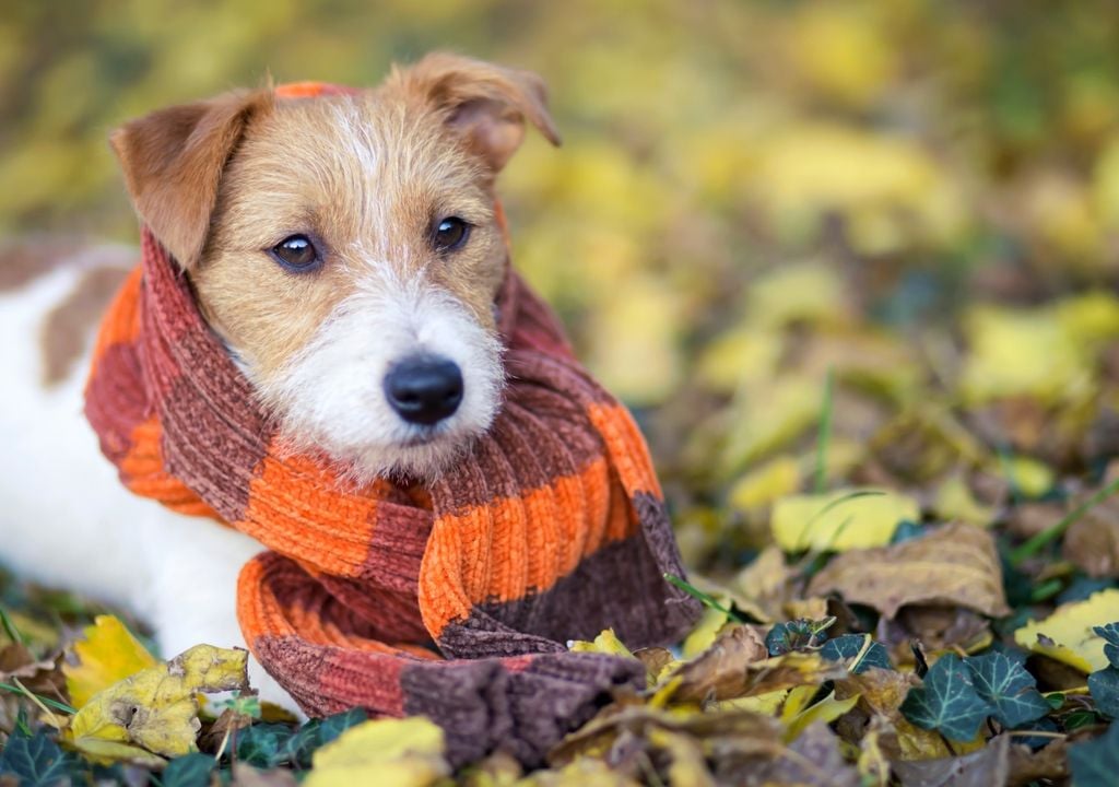 perro Los cachorros, los perros de edad avanzada, las razas pequeñas y los de pelo corto son los que requieren mayores cuidados durante los días de frío intenso.