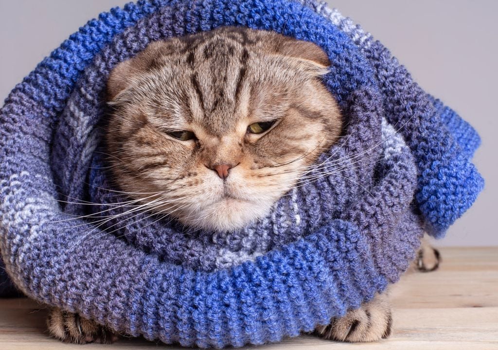 gato Aunque su pelaje les brinda cierta protección, los gatos no son inmunes al frío y también necesitan un ambiente seco, reparado y confortable durante el invierno.
