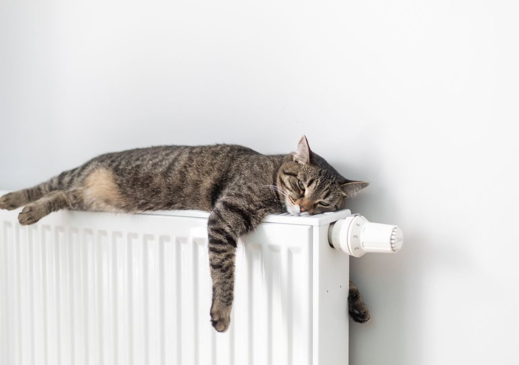 gato Durante las noches frías, muchos gatos buscan los lugares más cálidos de la casa para conservar su temperatura corporal y descansar con mayor comodidad.