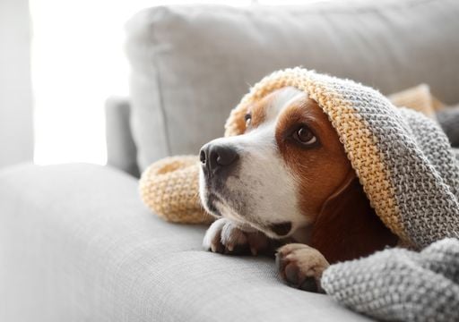 Alerta por bajas temperaturas: los veterinarios explican cu&aacute;ndo el fr&iacute;o empieza a ser peligroso para perros y gatos