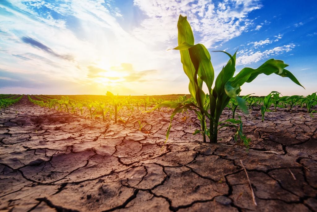 ola de calor campo