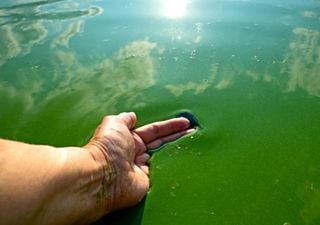 Alerta roja por cianobacterias peligrosas en Buenos Aires y Neuquén