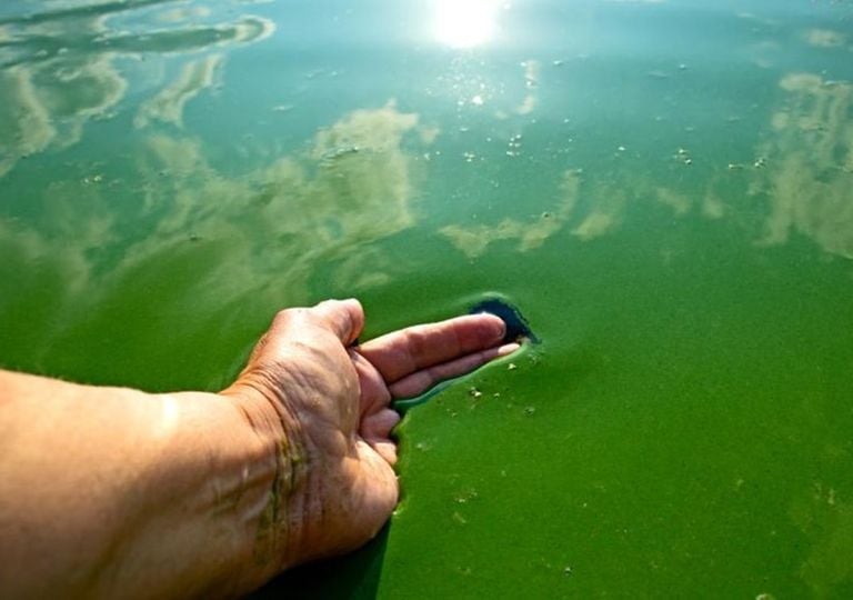 Alerta roja por cianobacterias peligrosas en Buenos Aires y Neuqu&eacute;n