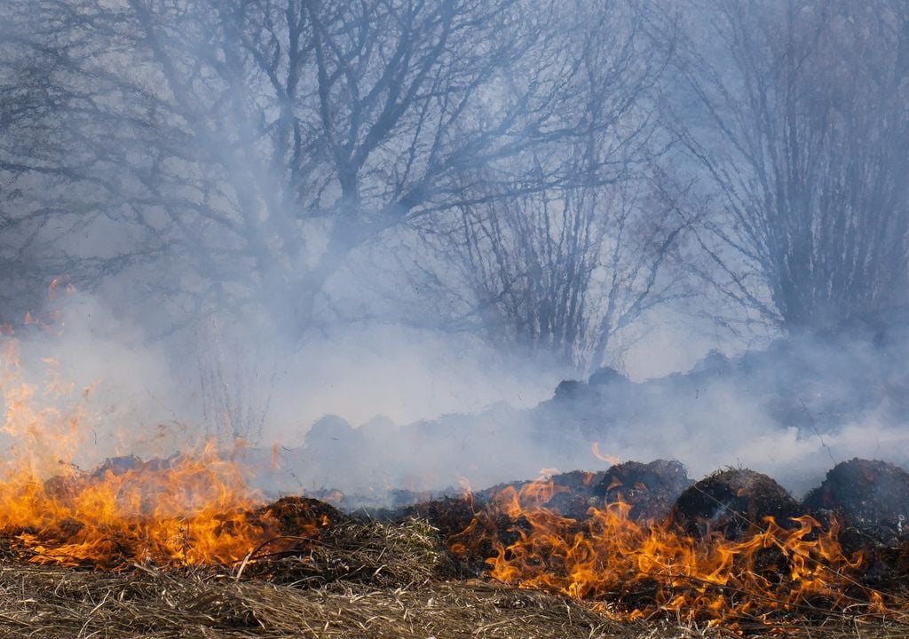 Fuego en arbistos y pastizales secos