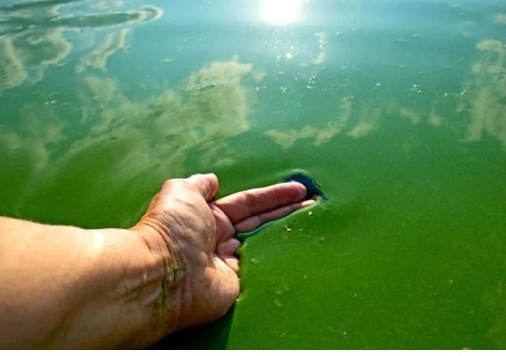 Alerta roja por cianobacterias peligrosas en buenos aires Alerta roja por cianobacterias peligrosas en Buenos Aires.