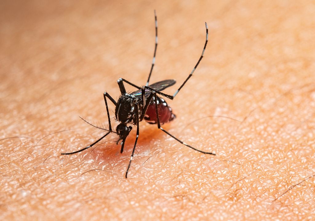 Alerta sanitaria: en una semana aumentan 60,5 % los casos de dengue