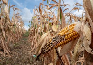 Alerta sequía: preocupación por el probable retorno de La Niña