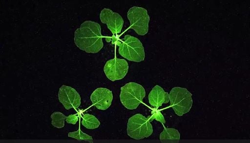 Alerta temprana: desarrollan una planta "sem&aacute;foro" que cambia de color cuando una plaga ataca el cultivo