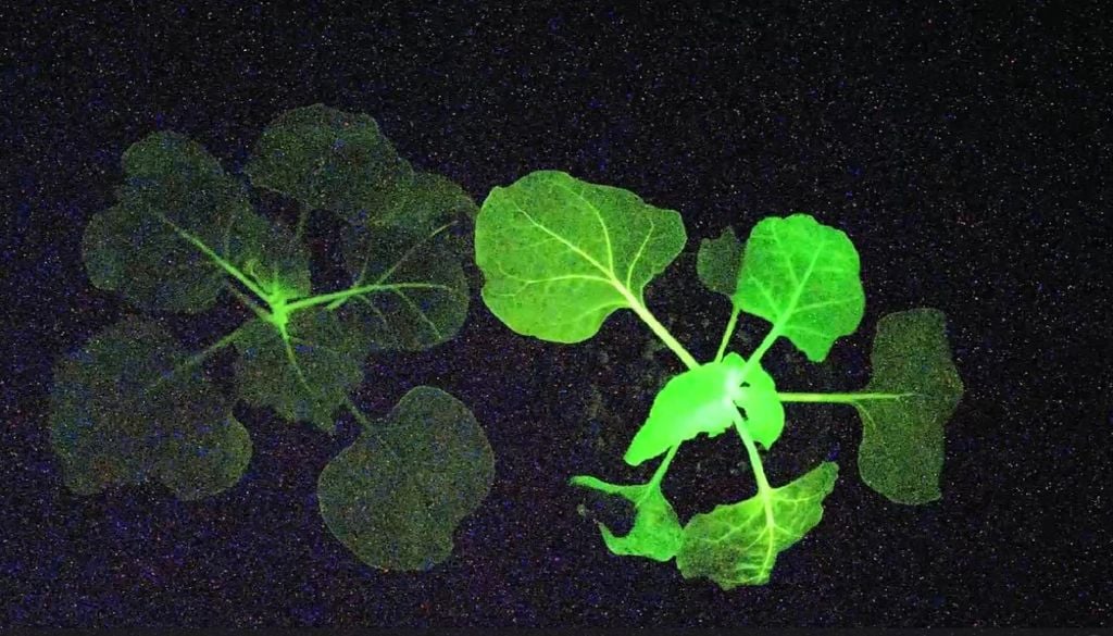 plantas Planta centinela utilizada en el estudio. El cambio de brillo permite identificar plagas con cámaras comunes./IBMCP