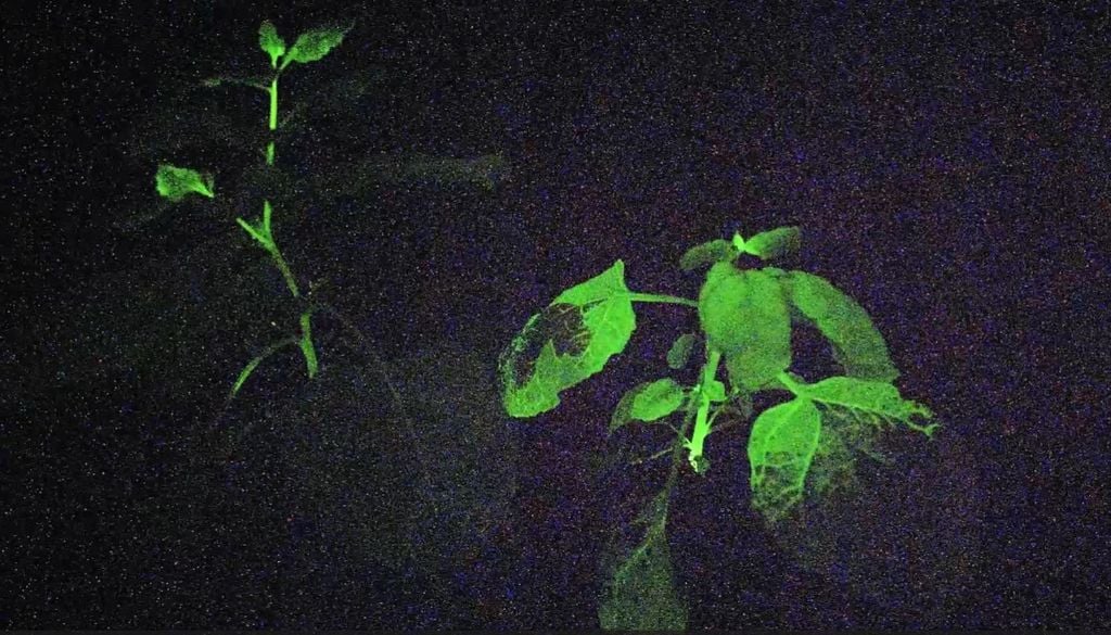 plantas La planta piloto emite una intensa luz verde al detectar la presencia de un virus, alertando antes de mostrar síntomas./IBMCP