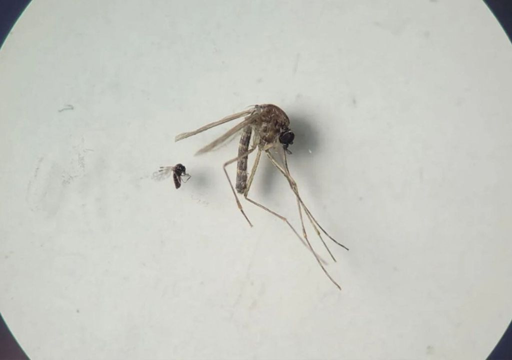 Mosquitos microscopio Mosquitos microscopio