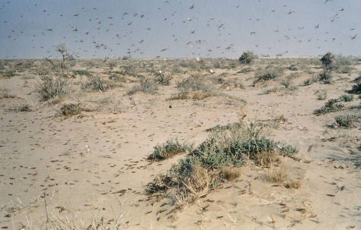  La langosta del desierto es la peste más peligrosa del mundo, capaz de volar hasta 150 km al día empujada por el viento.