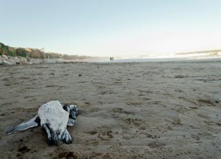 Alerte : 2 000 manchots retrouvés morts sur les plages d'Uruguay 