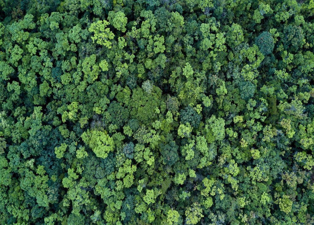 Forêts France arbres CO2