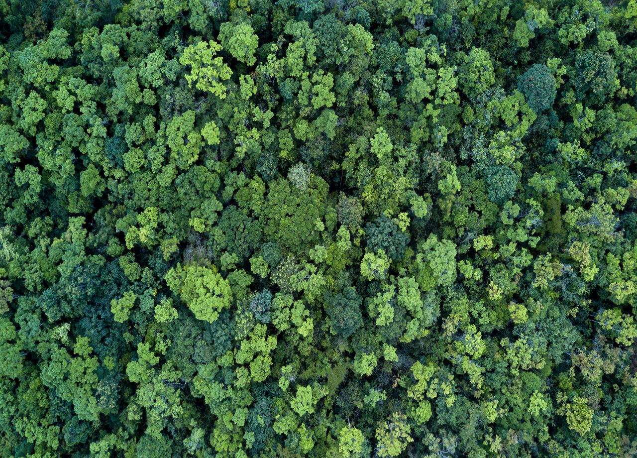 Alcune foreste ora emettono più anidride carbonica di quanta ne assorbano!