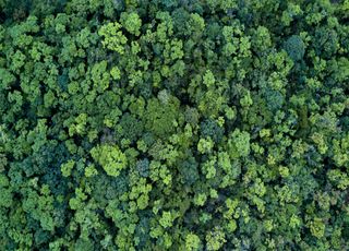Alerte : certaines forêts rejettent désormais plus de CO2 qu'elles n'en absorbent !